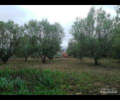 TERRENO EDIFICABILE RURALE VILLA S G TUSCIA VT