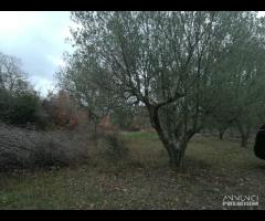 TERRENO EDIFICABILE RURALE VILLA S G TUSCIA VT