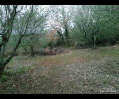 TERRENO EDIFICABILE RURALE VILLA S G TUSCIA VT - 12