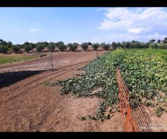 TERRENO  BOCCEA DOPO SELVA CANDIDA E 150000