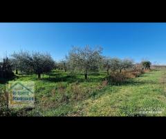 Genazzano, ampio terreno con rustico