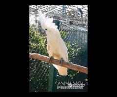 Cacatua ALBA Bianco PULLO 4Mesi ExpoGroup