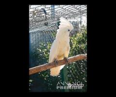 Cacatua ALBA Bianco PULLO 4Mesi ExpoGroup