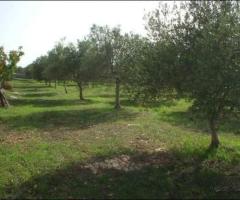 Terreno Agricolo Uliveto Noto