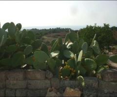 Terreno Agricolo Uliveto Noto