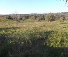 Masseria Sarculla rurali terreno agricolo Noto - 7