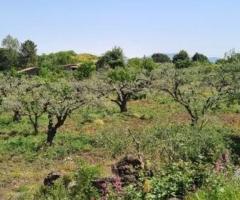 Terreno agricolo 3.200mq zona doc a castiglione - 6