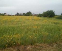 Terreno agricolo zona Tivoli